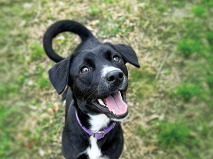 image of a black and white dog