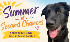 Second chances graphic with black dog