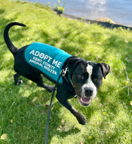 Image of Hulk, the dog wearing an adopt me vest