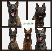 Photos of a K9