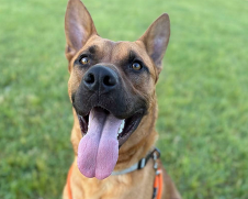 Image of a German Shephard available adoption