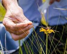 Image of a man holding out a stick for a butterfly