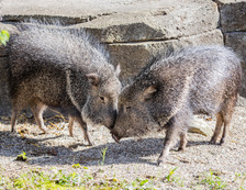 Image of the animals