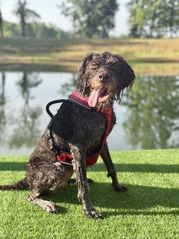 Dog by the new dog park lake