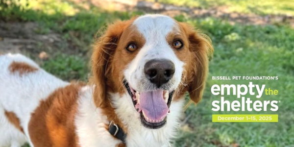 Image of a brown and white dog