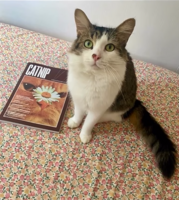 Logan, the cat