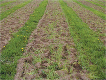 Image of cover crops