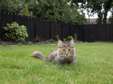 Image of a cat in a yard