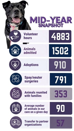 Animal Shelter Numbers this year