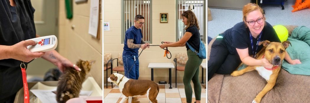 Imge collage of Animal Shelter process