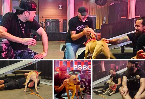 Collage of the bands playing with the Animal Shelter dogs
