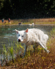 A large, white dog shakes off water after enjoying the 1-acre swimming pond at Wahlfield Dog Park