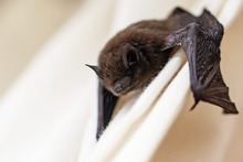 Image of a bat in the house