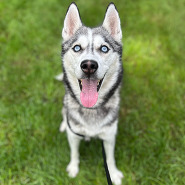 Image of Raven, a husky available for adoption