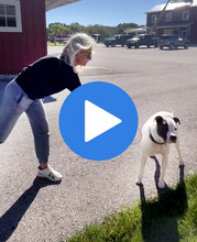 Image of a video of Cathy Bissell playing with an Animal Shelter dog