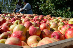 Photo of Michigan Apples