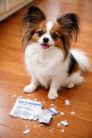 Dog with chewed up insurance card