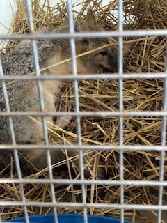 swift fox notes from the field 