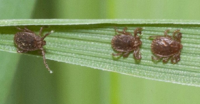Asian Long Horned Tick