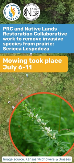 sericea lespedeza