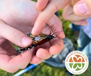 monarch tagging