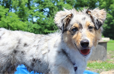 mutt run dog park
