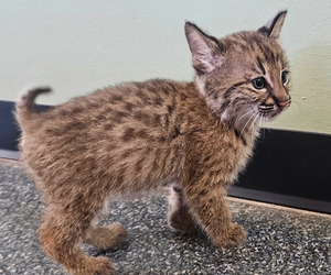 bobcat