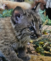 bobcat