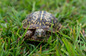 turtle at ppnc