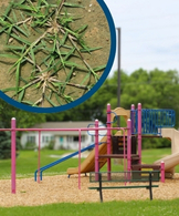McSwain Park bermuda grass