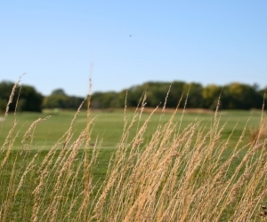 Eagle Bend grass