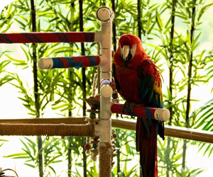 Ambassador animals