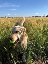 Fetching a Ball from a Wheat Field