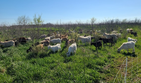 Goats grazing