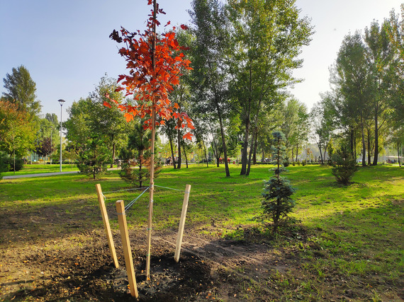 Fall tree planting