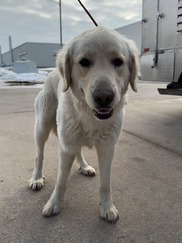 caring hands pic of stray dog caught by ACO
