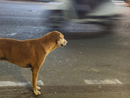 Stray dog in street