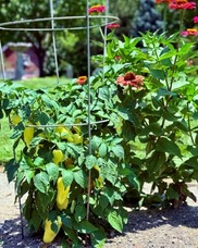 2026 yard of the year peppers and flowers