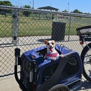 dog park photo