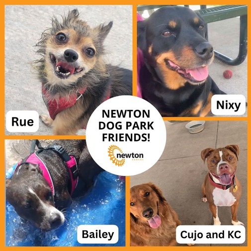 dogs of Newton- dog park edition