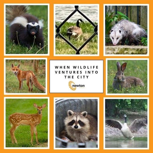wildlife photo collage