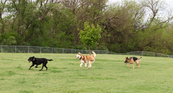 dog park