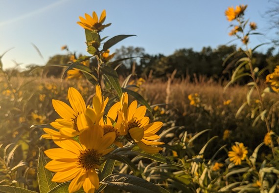 Flowers