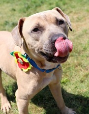 Pick of the Litter Butter