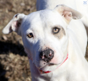 Eleanor - Pet Adoption
