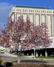 Tree Photo by City Hall from Janelle Smith 