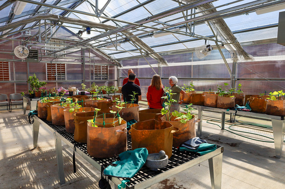Four people stand and talk to each other in a greenhouse with multiple young plants growing in brown bag arrangements