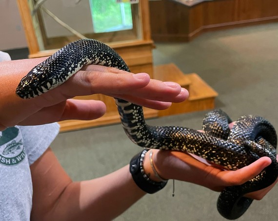 Salato Kingsnake