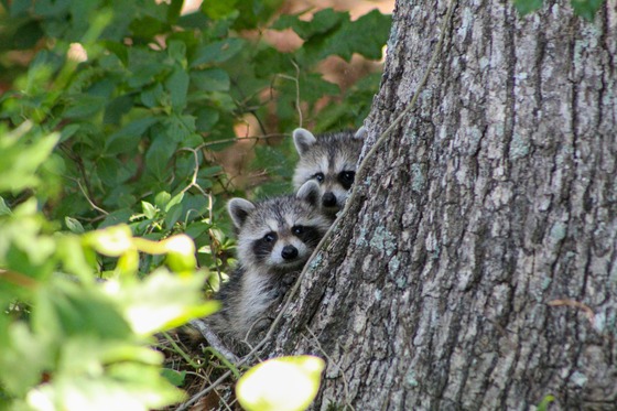 Two young raccoons - Holly Keepers -USFWS photo