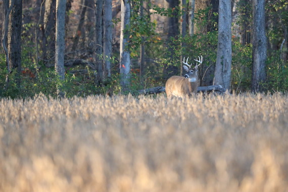 Buck in Soybean Field - deer